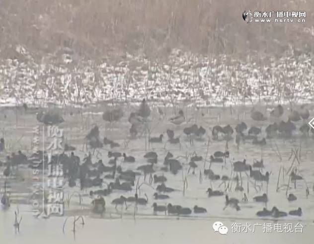 �f(w��n)ֻ����u���Һ�ˮ��